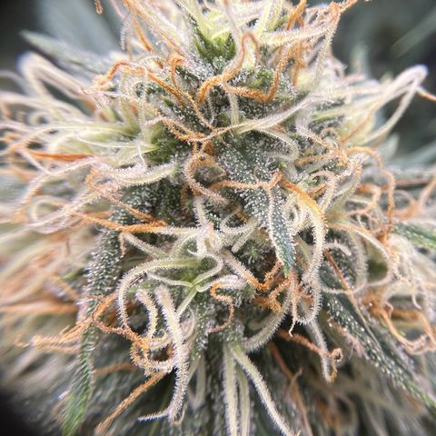 Slurricane growlog timeline photo