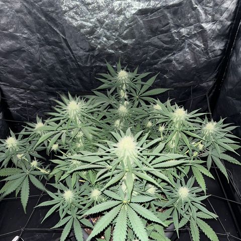 Slurricane growlog timeline photo