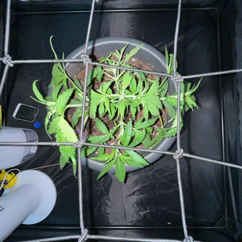 Slurricane growlog timeline photo