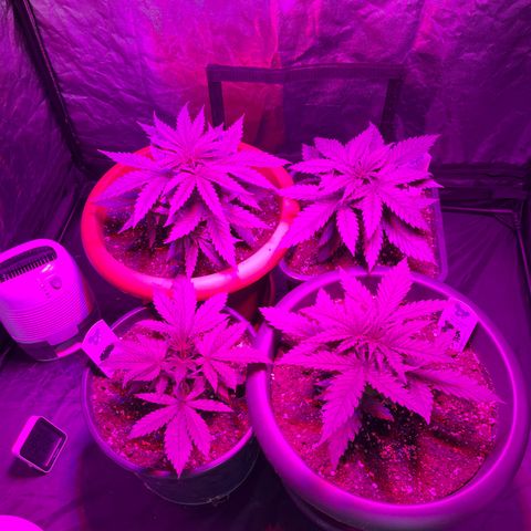 Future Island #3 growlog timeline photo