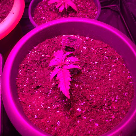 Future Island #3 growlog timeline photo