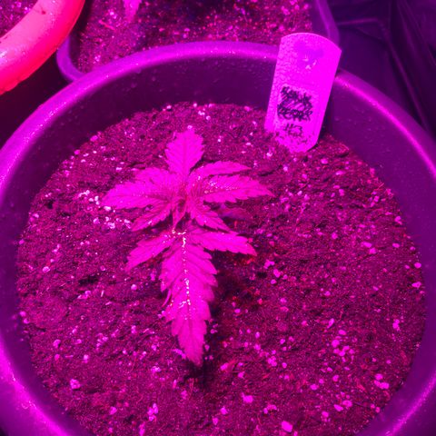 Future Island #3 growlog timeline photo