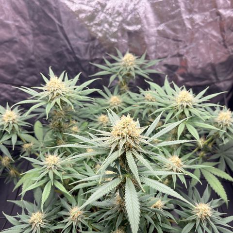 Slurricane growlog timeline photo