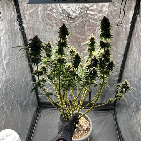 Slurricane growlog timeline photo