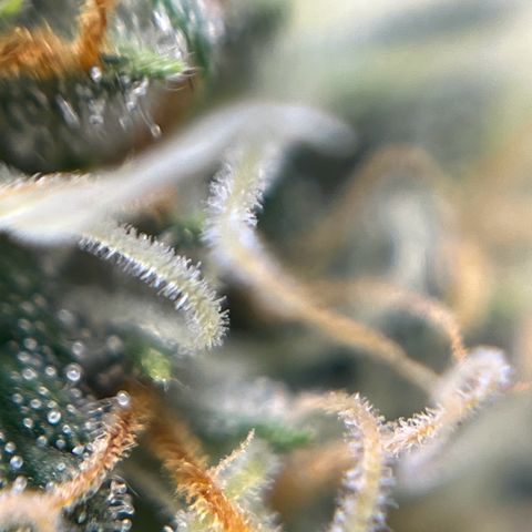 Slurricane growlog timeline photo