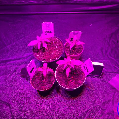 Future Island #3 growlog timeline photo