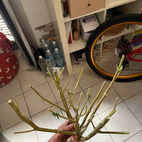 Slurricane growlog timeline photo