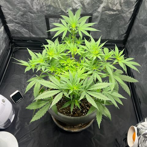 Slurricane growlog timeline photo