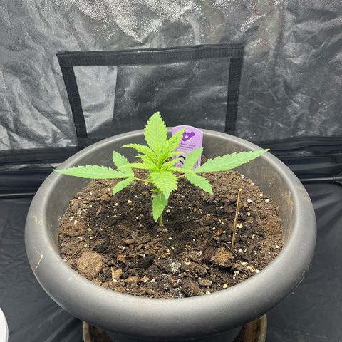 Slurricane growlog timeline photo