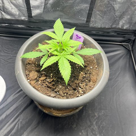 Slurricane growlog timeline photo