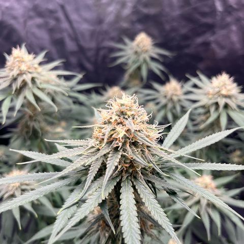 Slurricane growlog timeline photo