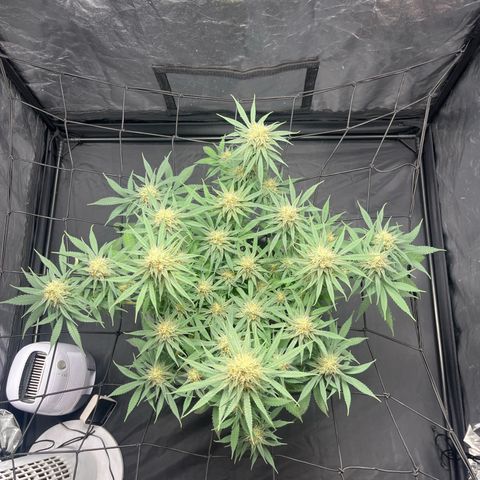 Slurricane growlog timeline photo