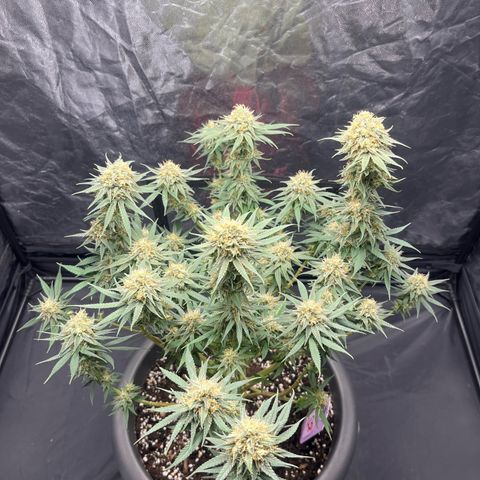 Slurricane growlog timeline photo