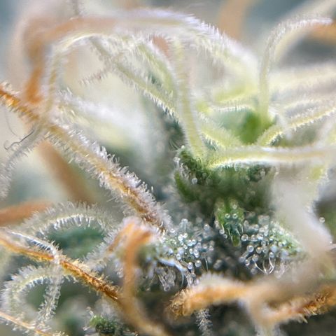 Slurricane growlog timeline photo