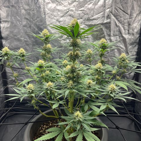 Slurricane growlog timeline photo