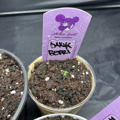 Future Island #3 growlog timeline photo
