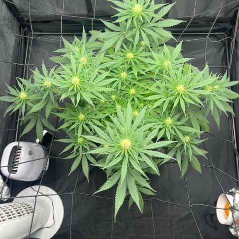 Slurricane growlog timeline photo