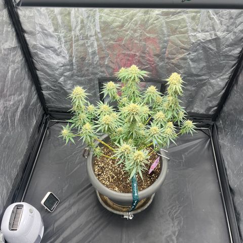 Slurricane growlog timeline photo