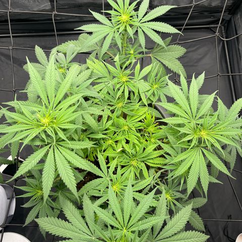 Slurricane growlog timeline photo