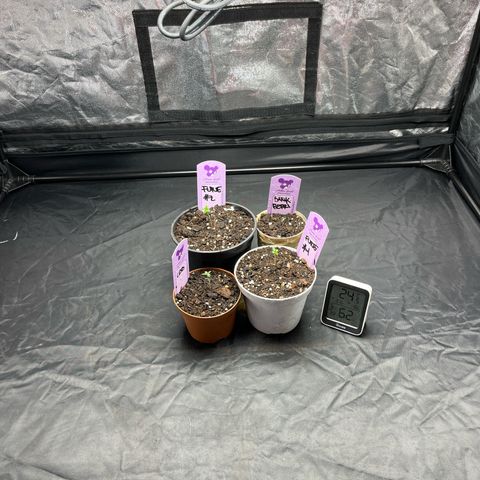 Future Island #3 growlog timeline photo