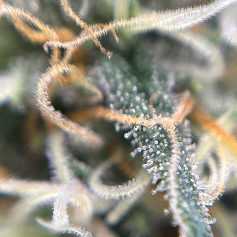 Slurricane growlog timeline photo