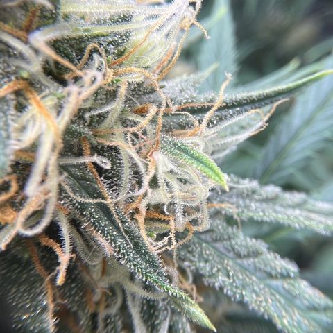 Slurricane growlog timeline photo