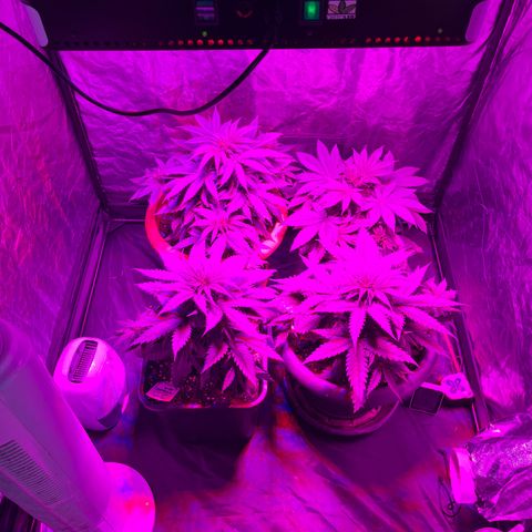 Future Island #3 growlog timeline photo