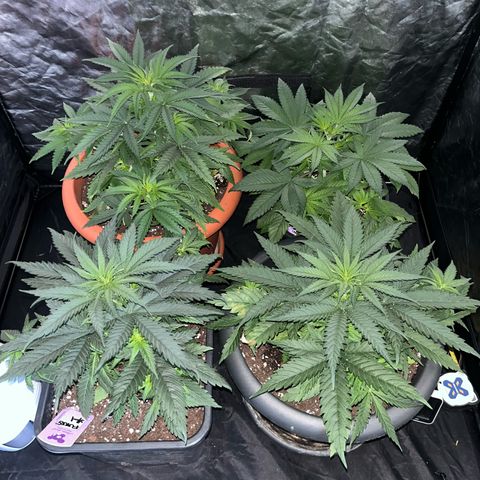 Future Island #3 growlog timeline photo