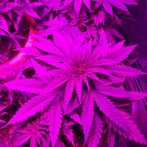 Future Island #3 growlog timeline photo