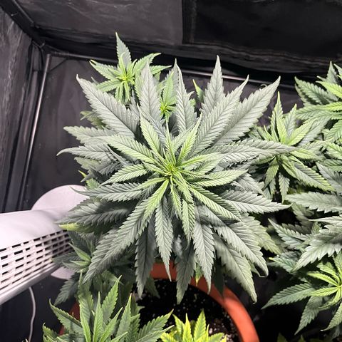 Future Island #3 growlog timeline photo