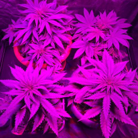 Future Island #3 growlog timeline photo