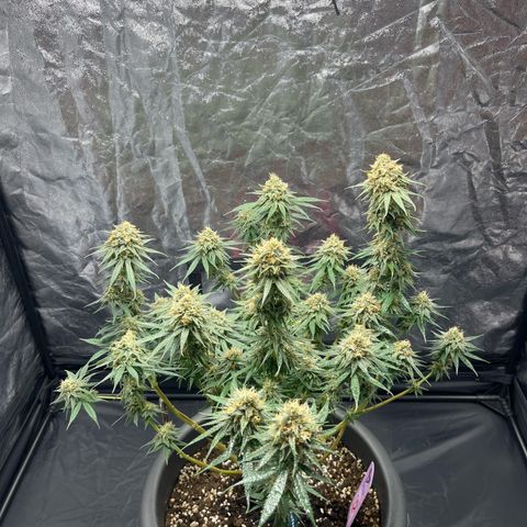 Slurricane growlog timeline photo