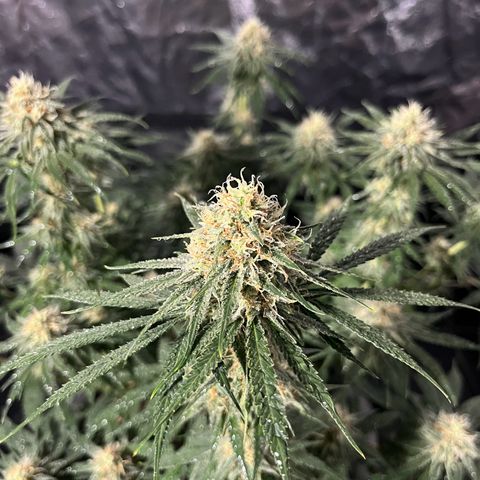 Slurricane growlog timeline photo