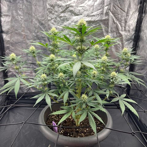 Slurricane growlog timeline photo