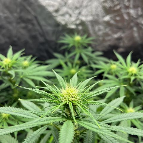 Slurricane growlog timeline photo