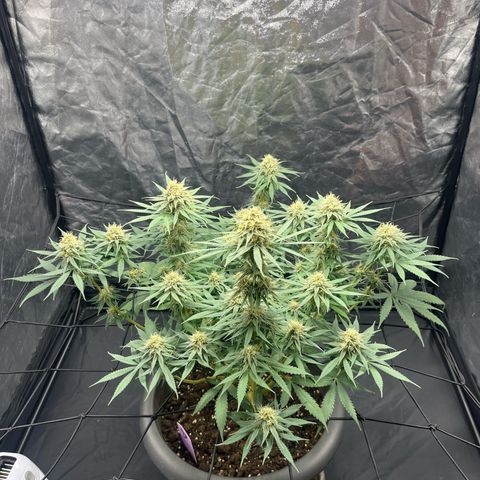 Slurricane growlog timeline photo