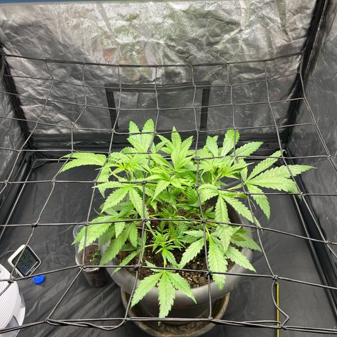 Slurricane growlog timeline photo
