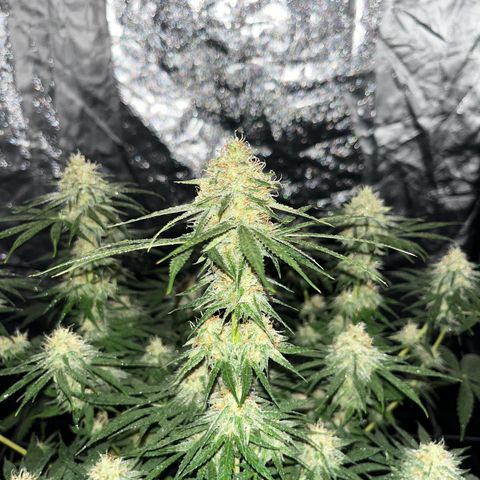 Slurricane growlog timeline photo
