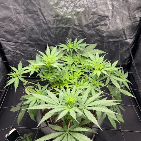 Slurricane growlog timeline photo