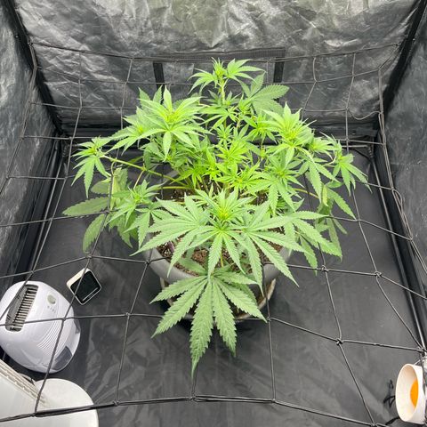 Slurricane growlog timeline photo