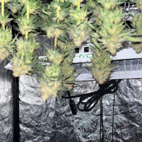 Slurricane growlog timeline photo