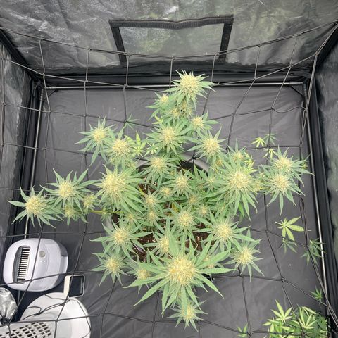 Slurricane growlog timeline photo