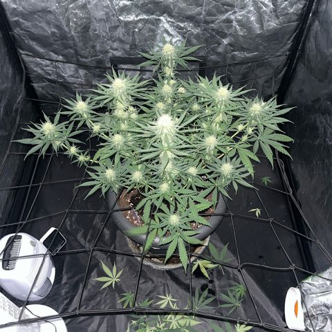 Slurricane growlog photo: defogliazione un po' in ritardo :/