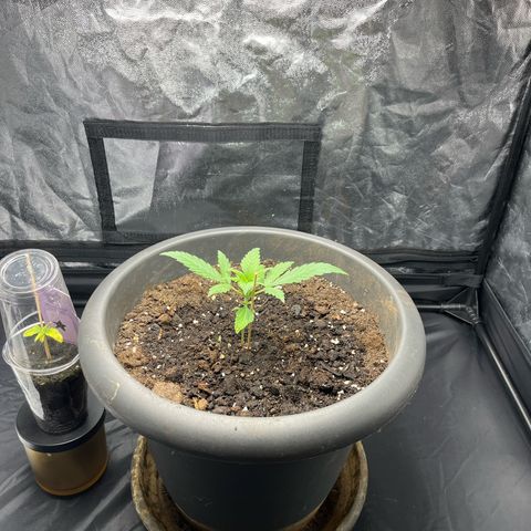 Slurricane growlog timeline photo