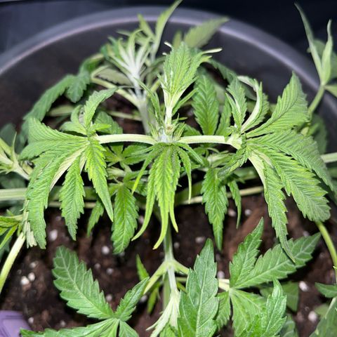 Slurricane growlog timeline photo