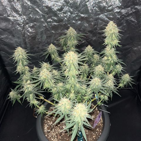 Slurricane growlog timeline photo