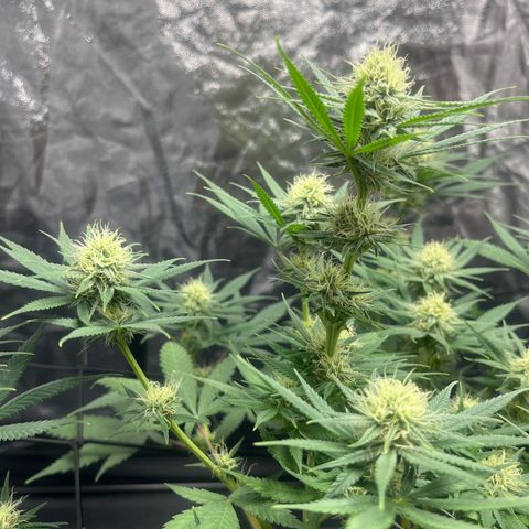 Slurricane growlog timeline photo