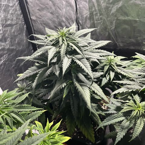 Future Island #3 growlog timeline photo