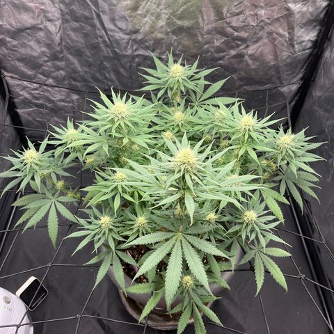 Slurricane growlog timeline photo