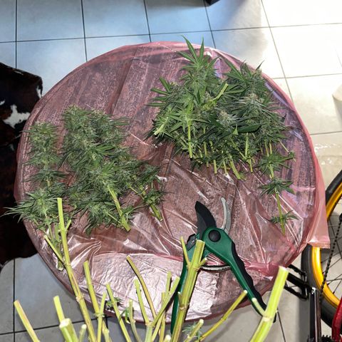 Slurricane growlog timeline photo